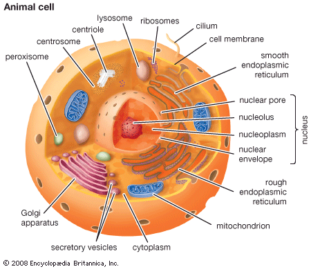 animal cell parts diagram. A simplified diagram of a